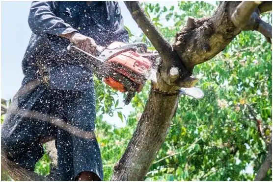 tree services Shawnee